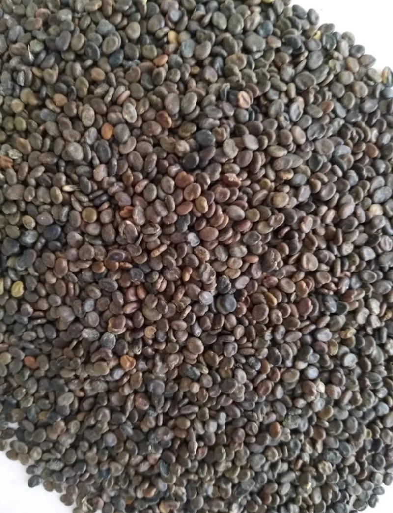 黄芪种子纯新籽包发芽免费提供种植技术种植简单好管理