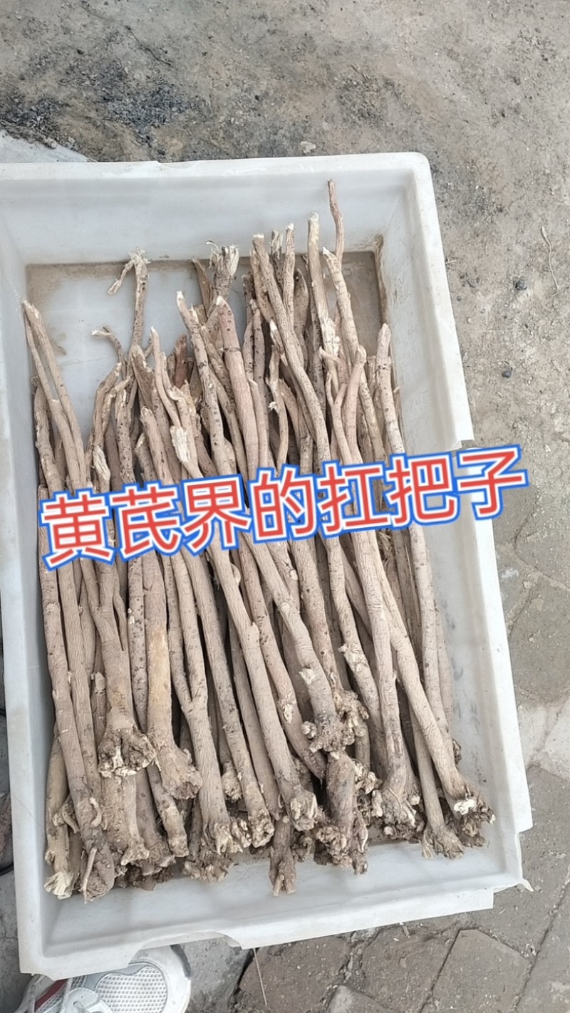 黄芪种子纯新籽包发芽免费提供种植技术种植简单好管理