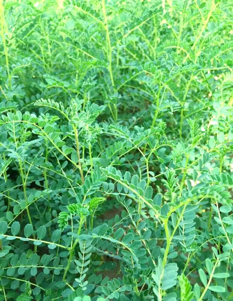 黄芪种子纯新籽包发芽免费提供种植技术种植简单好管理