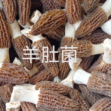 汉中大量供应优质新鲜羊肚菌