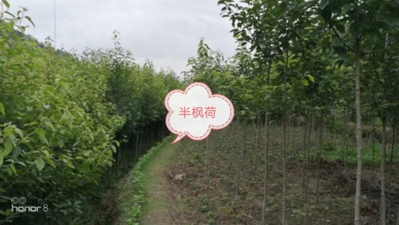 半枫荷，金缕梅科的半枫荷，药材半枫荷，正宗半枫荷