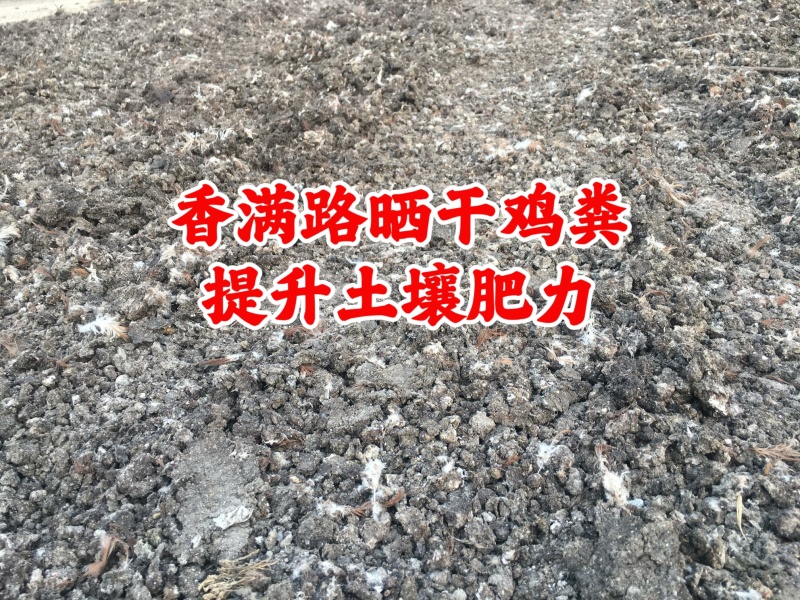 烟台发酵鸡粪,栖霞鸡粪,青岛鸡粪有机肥,菏泽稻壳鸡粪