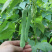 【实力推荐】新鲜扁青芸豆扁豆角山东产地直供可视频看货