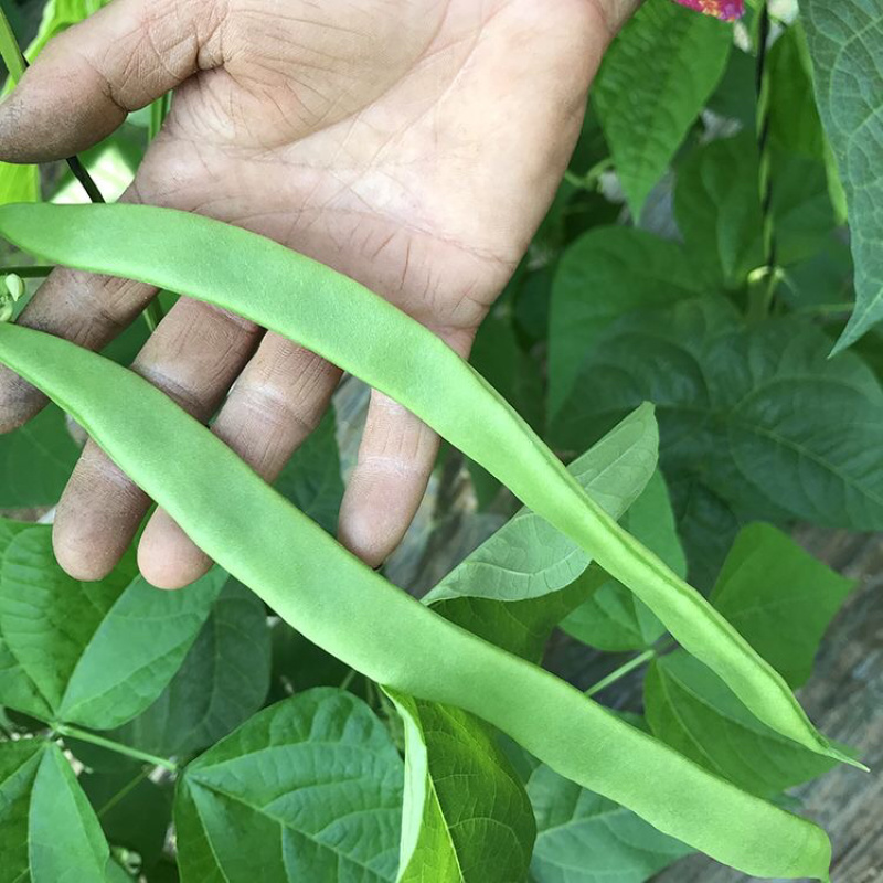 【实力推荐】新鲜扁青芸豆扁豆角山东产地直供可视频看货