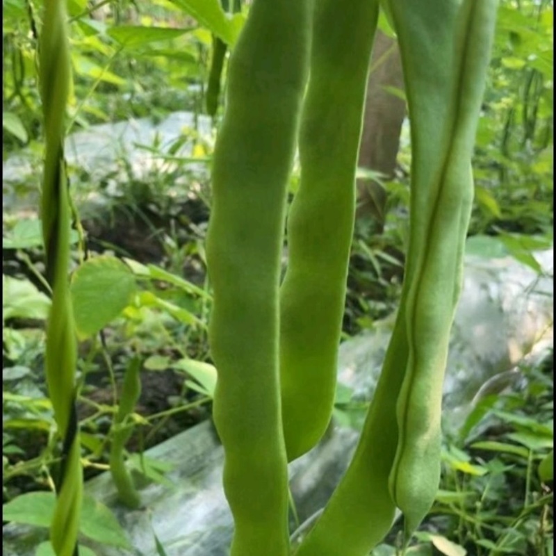 【实力推荐】新鲜扁青芸豆扁豆角山东产地直供可视频看货