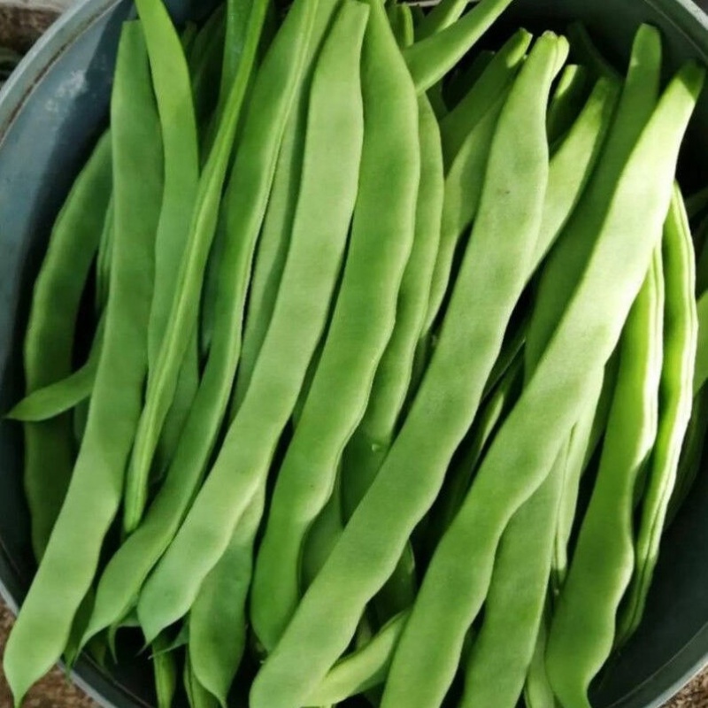 【实力推荐】新鲜扁青芸豆扁豆角山东产地直供可视频看货