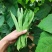 【实力推荐】新鲜扁青芸豆扁豆角山东产地直供可视频看货