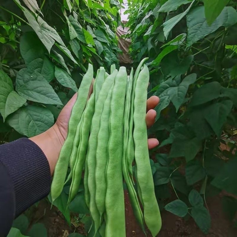 【实力推荐】新鲜扁青芸豆扁豆角山东产地直供可视频看货