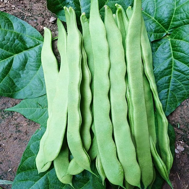 【实力推荐】新鲜扁青芸豆扁豆角山东产地直供可视频看货