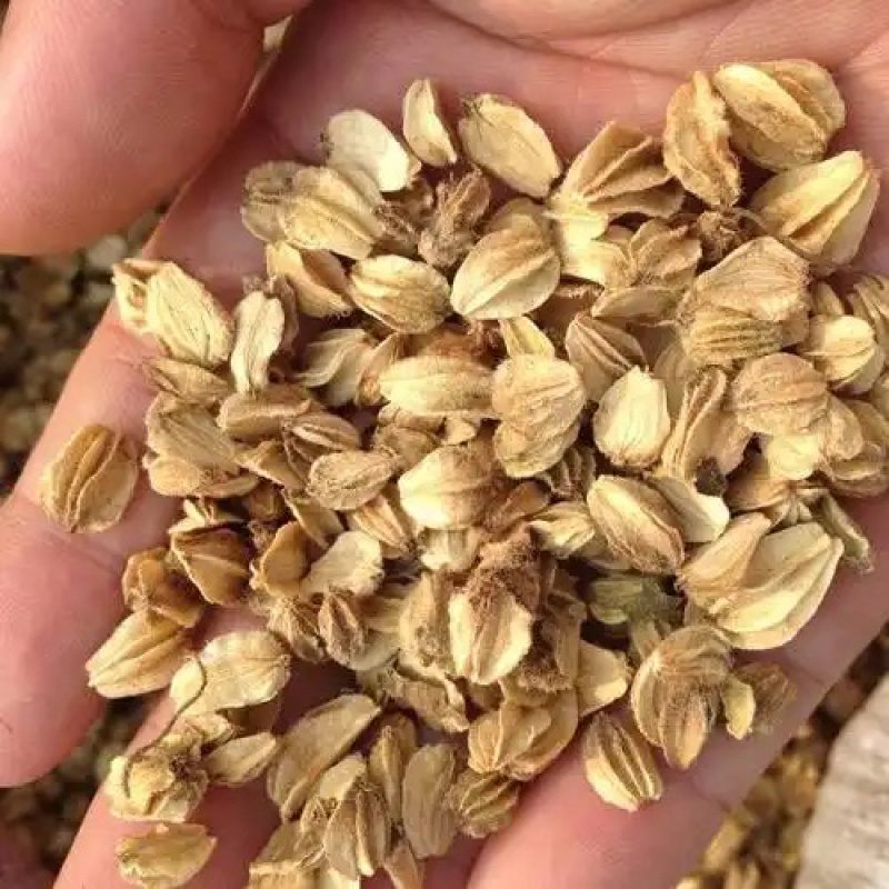 北沙参种子中药材北沙参籽提供技术指导包发芽率可回收