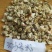 北沙参种子中药材北沙参籽提供技术指导包发芽率可回收