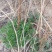 茵陈野菜纯野生非种植