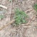 茵陈野菜纯野生非种植