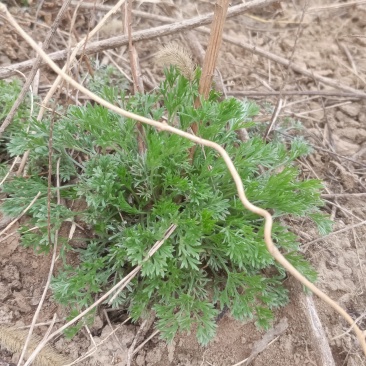 茵陈野菜纯野生非种植