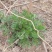 茵陈野菜纯野生非种植