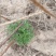 茵陈野菜纯野生非种植
