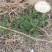 茵陈野菜纯野生非种植