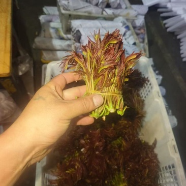 香椿芽