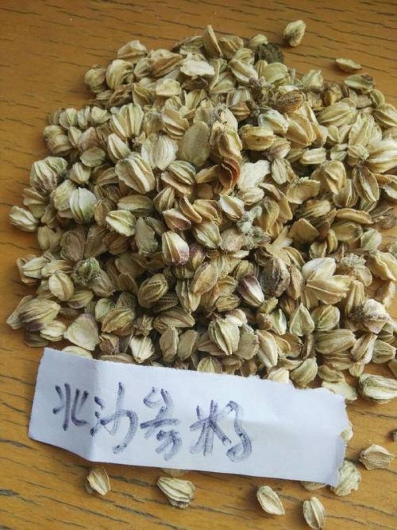 北沙参种子纯新河北内蒙沙参籽提供技术指导包发芽率