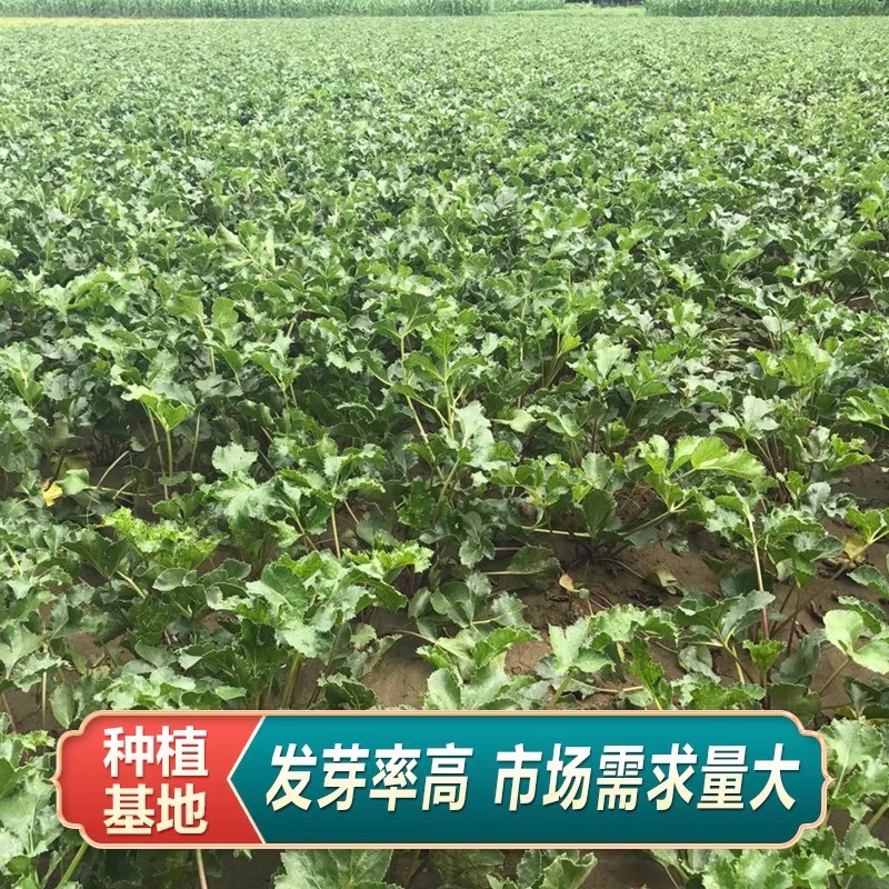北沙参种子纯新河北内蒙沙参籽提供技术指导包发芽率