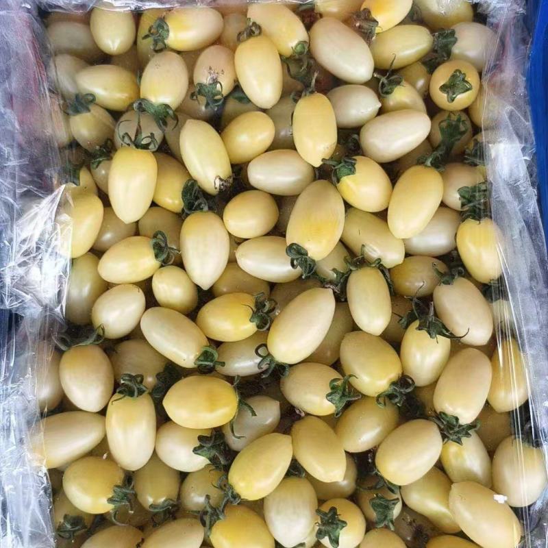 奶白圣女果货源充足量大从优质量保证欢迎咨询
