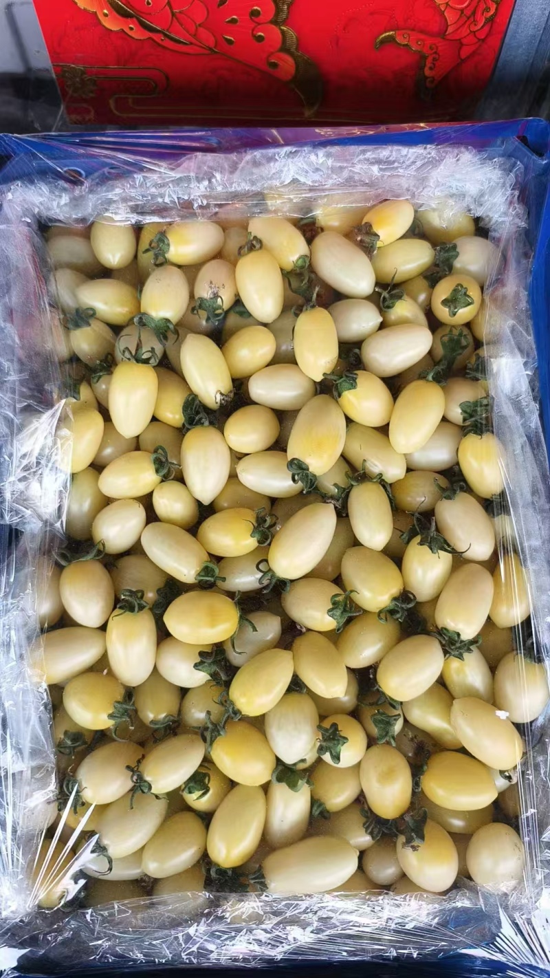 奶白圣女果货源充足量大从优质量保证欢迎咨询