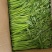 茼蒿小叶茼蒿江苏叶菜批发新鲜蔬菜批发产地直发