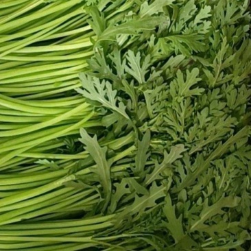 茼蒿小叶茼蒿江苏叶菜批发全国发货电商市场商超工厂货