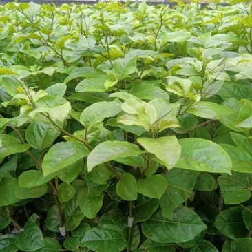 百香果苗钦密九号香果嫁接苗苗圃直发提供技术