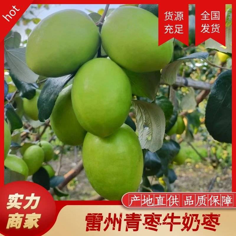 广东雷州青枣牛奶枣，大量供应市场电商，实力代办，全国代发