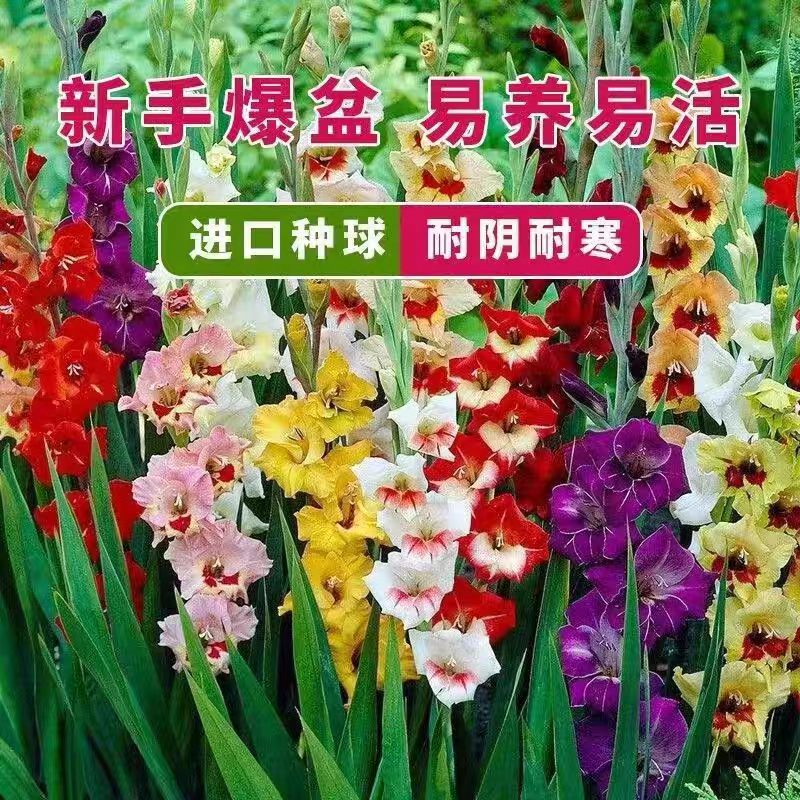 唐菖蒲种球剑兰十三太保四季易种多年生花园地栽阳台盆栽花卉