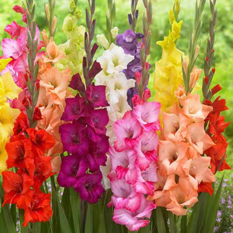 剑兰种球多年生花卉唐菖蒲球根室内室外盆栽地栽四季种植当年