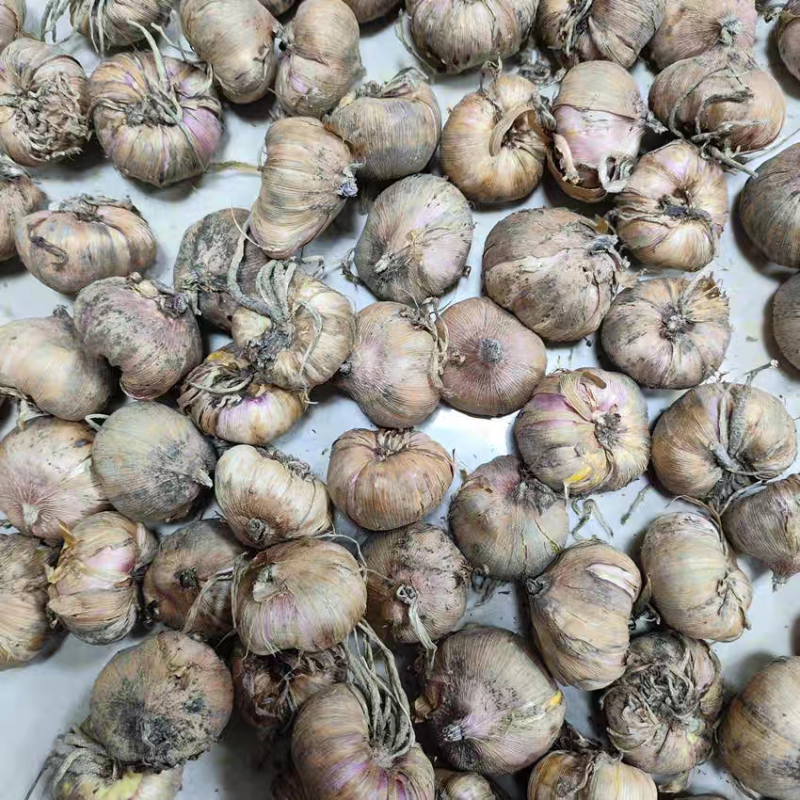 剑兰种球多年生花卉唐菖蒲球根室内室外盆栽地栽四季种植当年