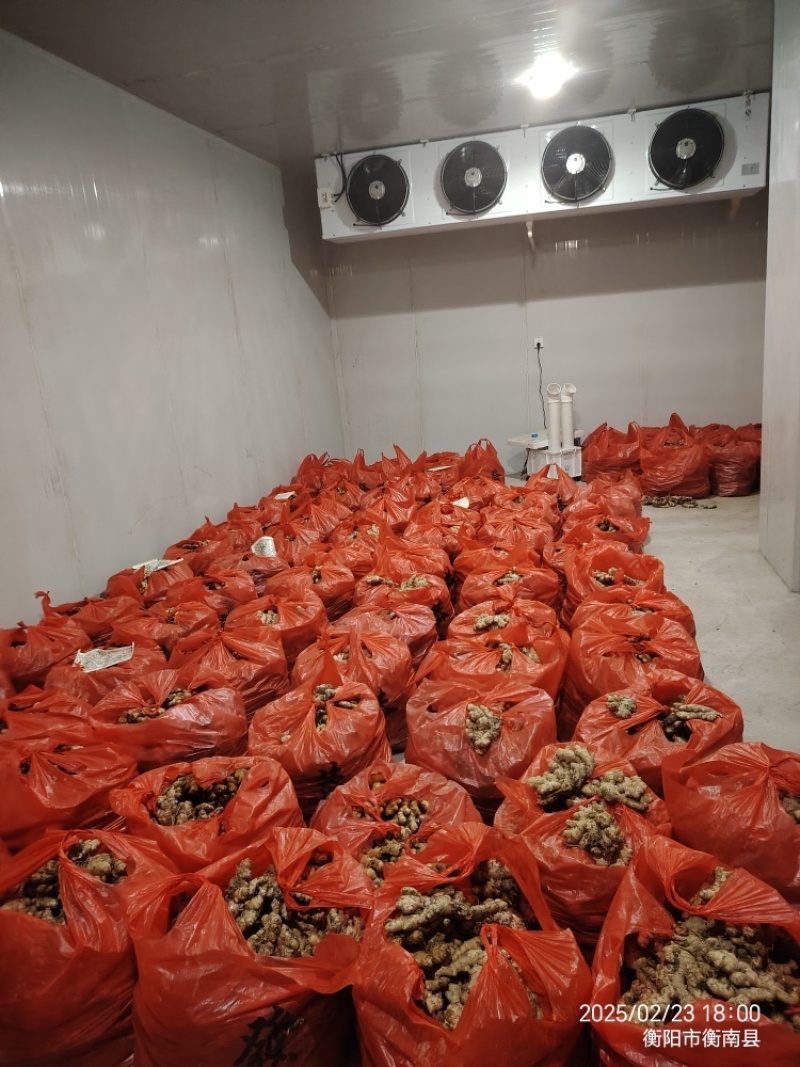 小黄姜，产地直发，大量有货，欢迎各位老板咨询采购