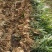 小黄姜，产地直发，大量有货，欢迎各位老板咨询采购