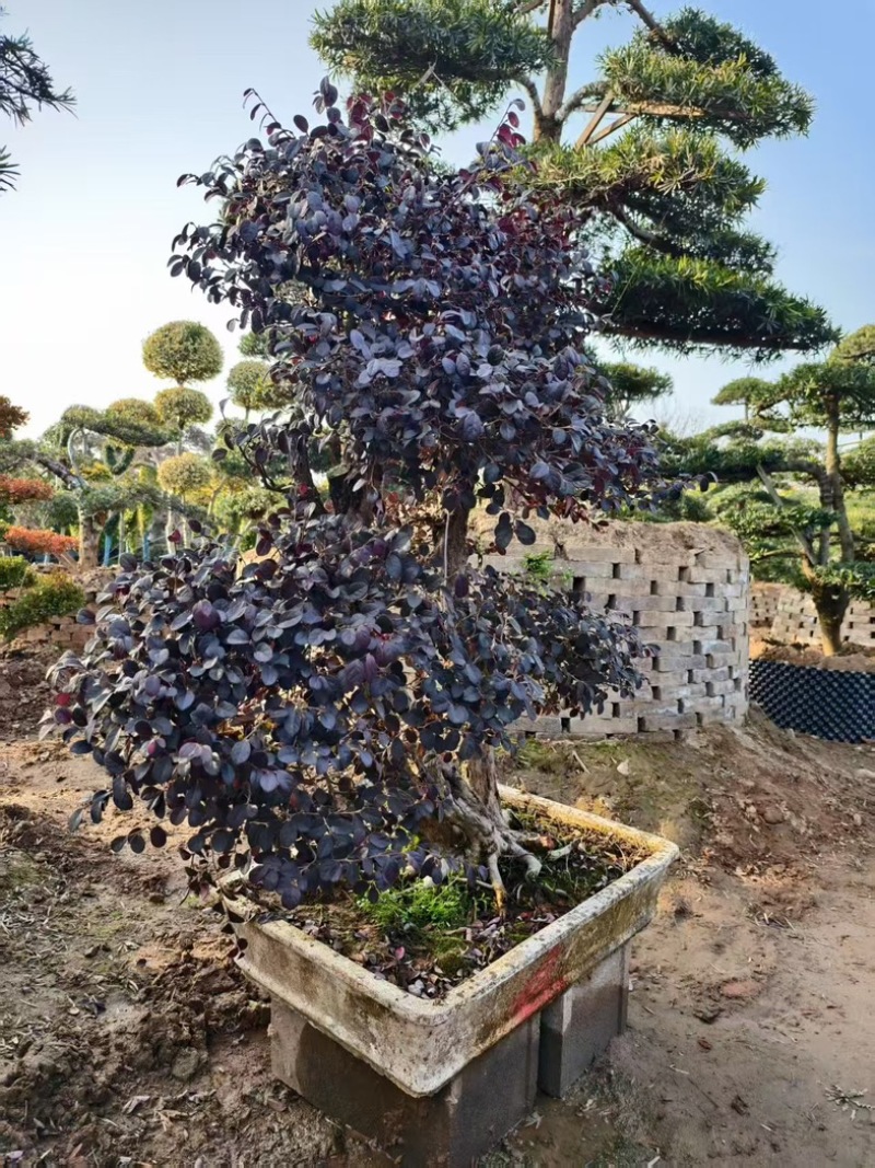 造型红花檵木