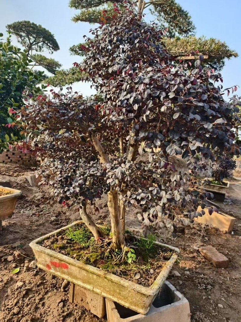 造型红花檵木
