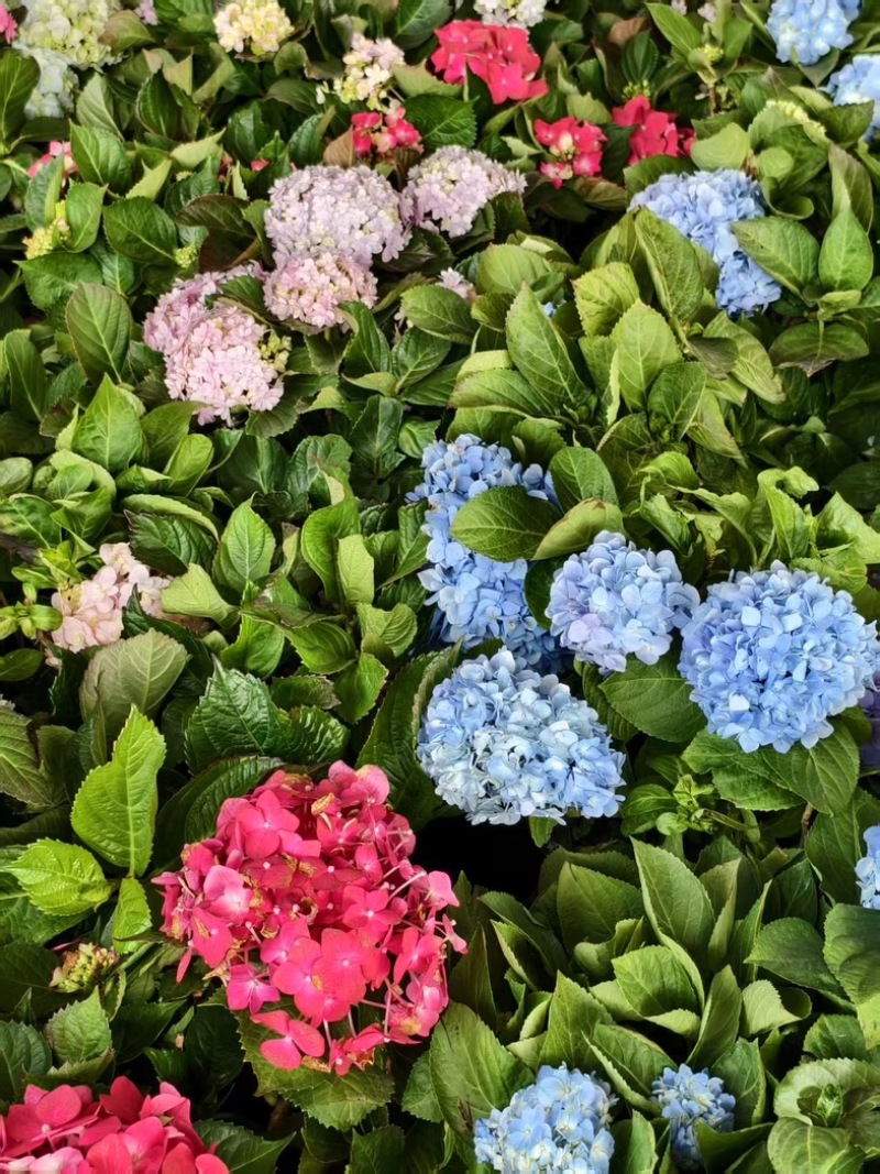绣球