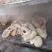 熟牛肚特惠营养丰富量大更优惠随时联系我
