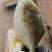 深海金鲳鱼，饭店，快餐店，家用都适合清蒸红烧，食材