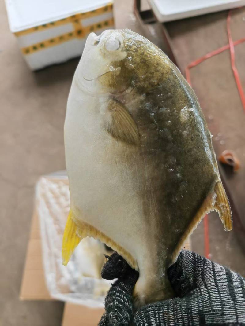 深海金鲳鱼，饭店，快餐店，家用都适合清蒸红烧，食材