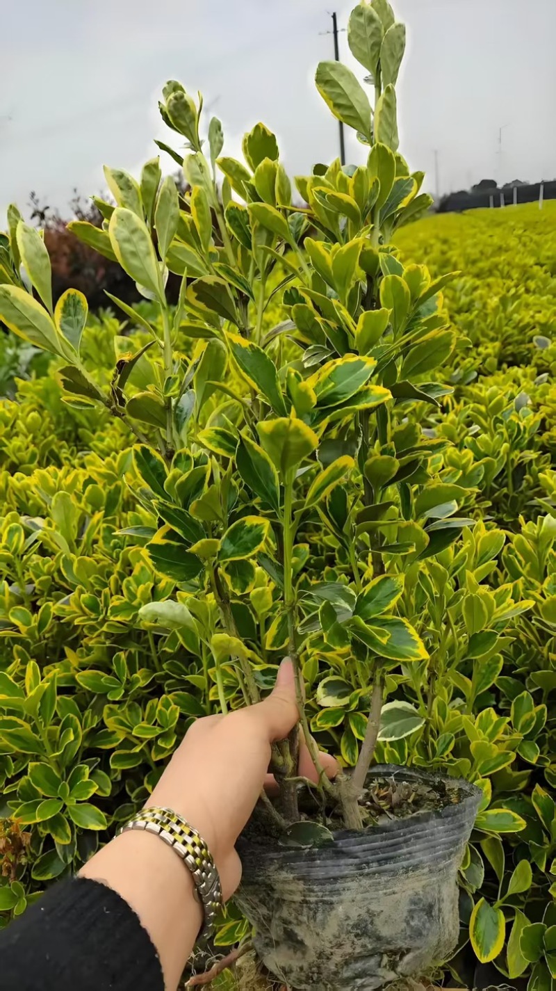 金边黄杨