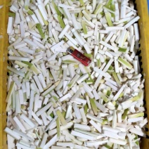 精品竹笋量大从优产地直发一手货源可视频看货