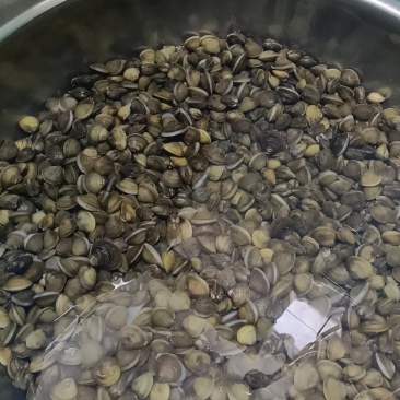 黄沙蚬河蚬蚬子蛤俐