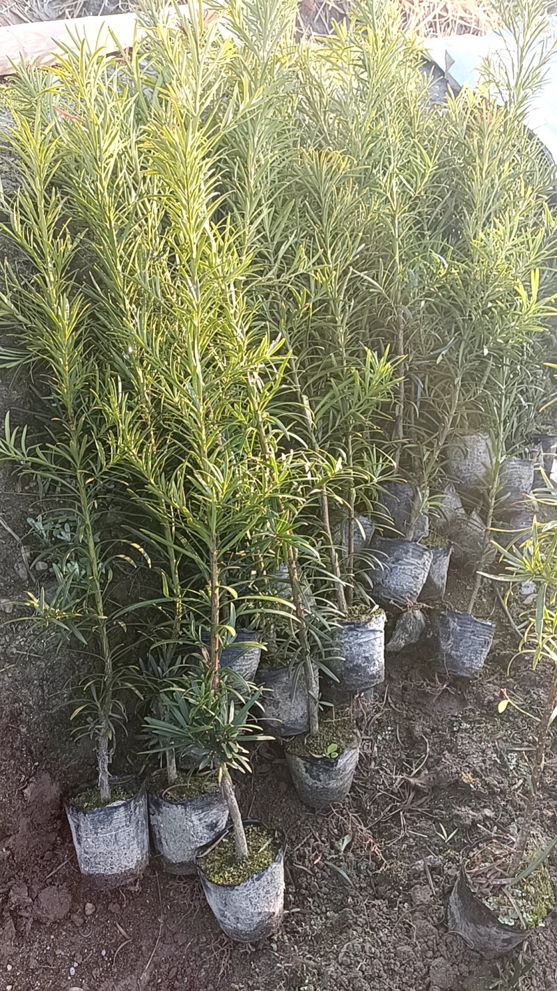 罗汉松杯苗，产地批发，高度在30-40-50-80公分。