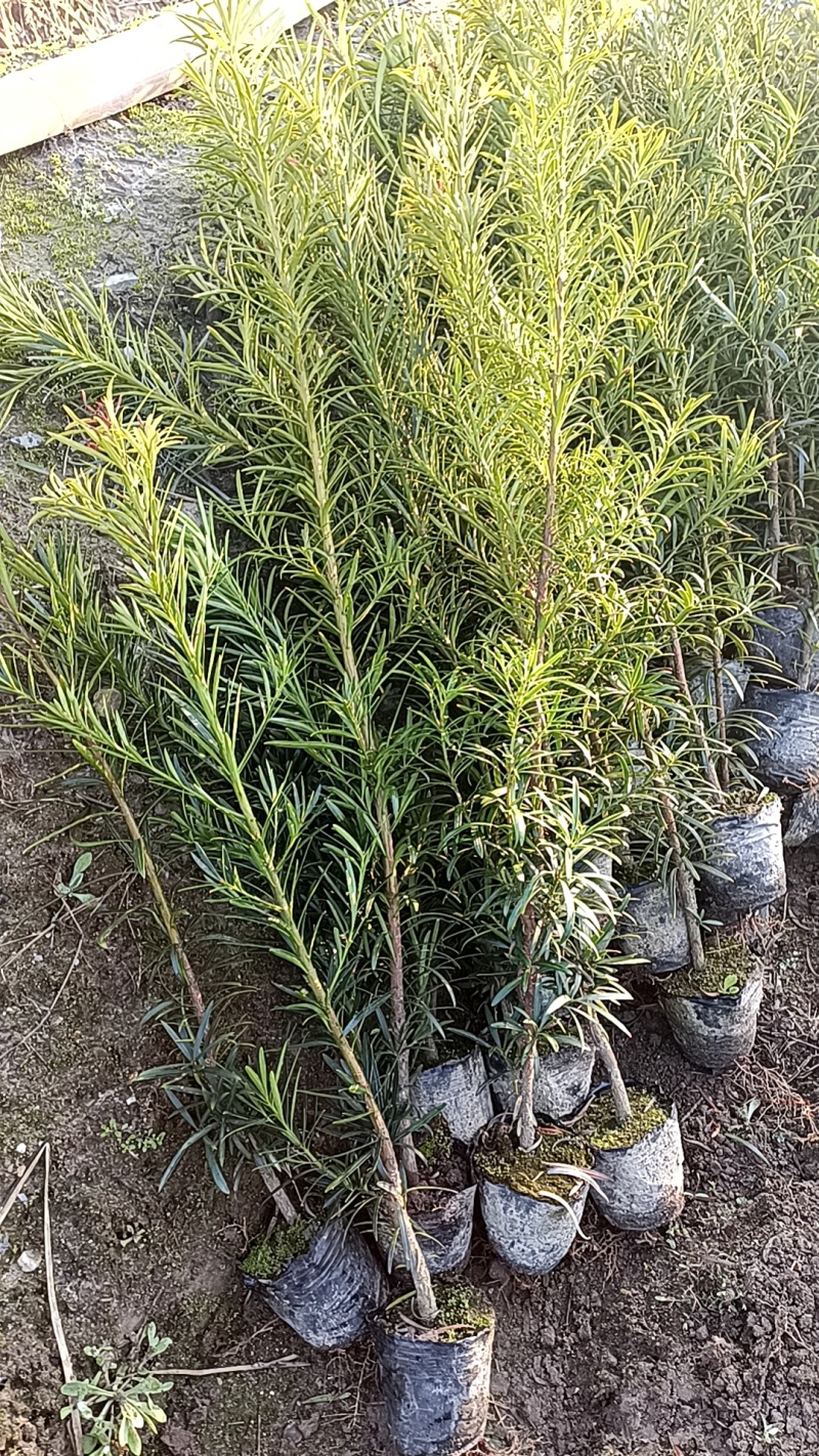 罗汉松杯苗，产地批发，高度在30-40-50-80公分。