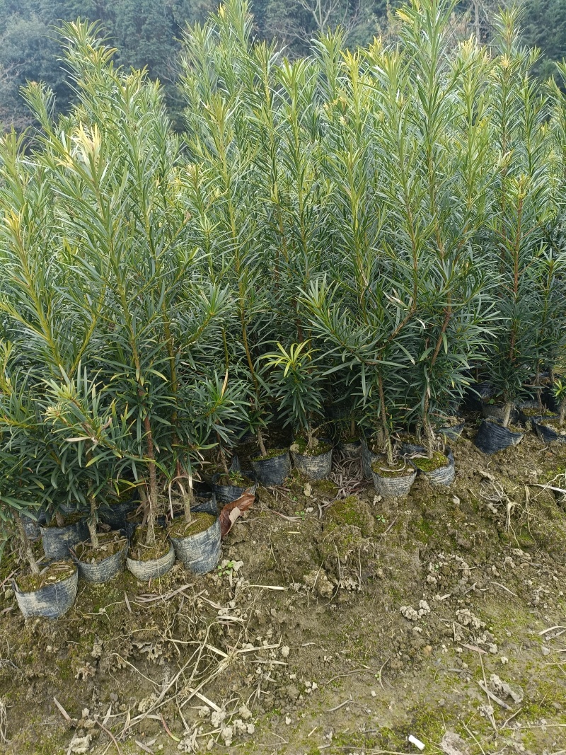 罗汉松杯苗，产地批发，高度在30-40-50-80公分。