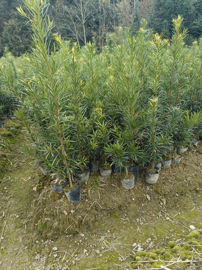 罗汉松杯苗，产地批发，高度在30-40-50-80公分。