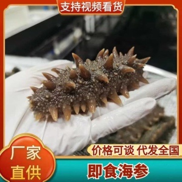 鲜食海参，活体海参加工，参刺粗壮，肉质肥厚弹牙，艮啾啾
