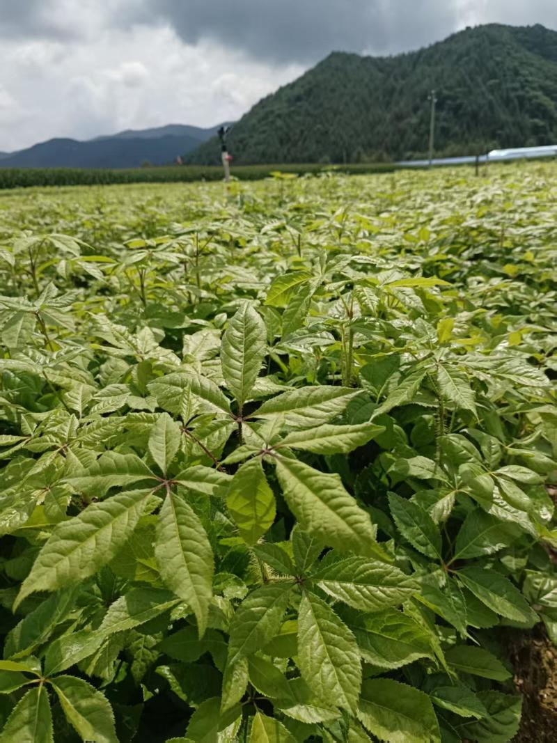长梗刺五加一年苗，一手货源欢迎新老客户合作